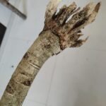 Buy Peimiratti stick - big stick, pei viratti kuchi, பேய் 
விரட்டி வேர், Demon distractor - 1 stick - 
Online Shopping for Sale