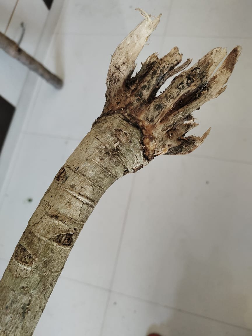ML-1146-pei-viratti-kuchi-1.jpg Buy Peimiratti stick - big stick, pei viratti kuchi, பேய்
விரட்டி வேர், Demon distractor - 1 stick -
Online Shopping for Sale - Image 1