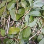 Buy Mothirakanni, மோதிரக்கண்ணி, kanni 
vasini, hugonia mystax - 3 Sticks - Online Shopping for sale