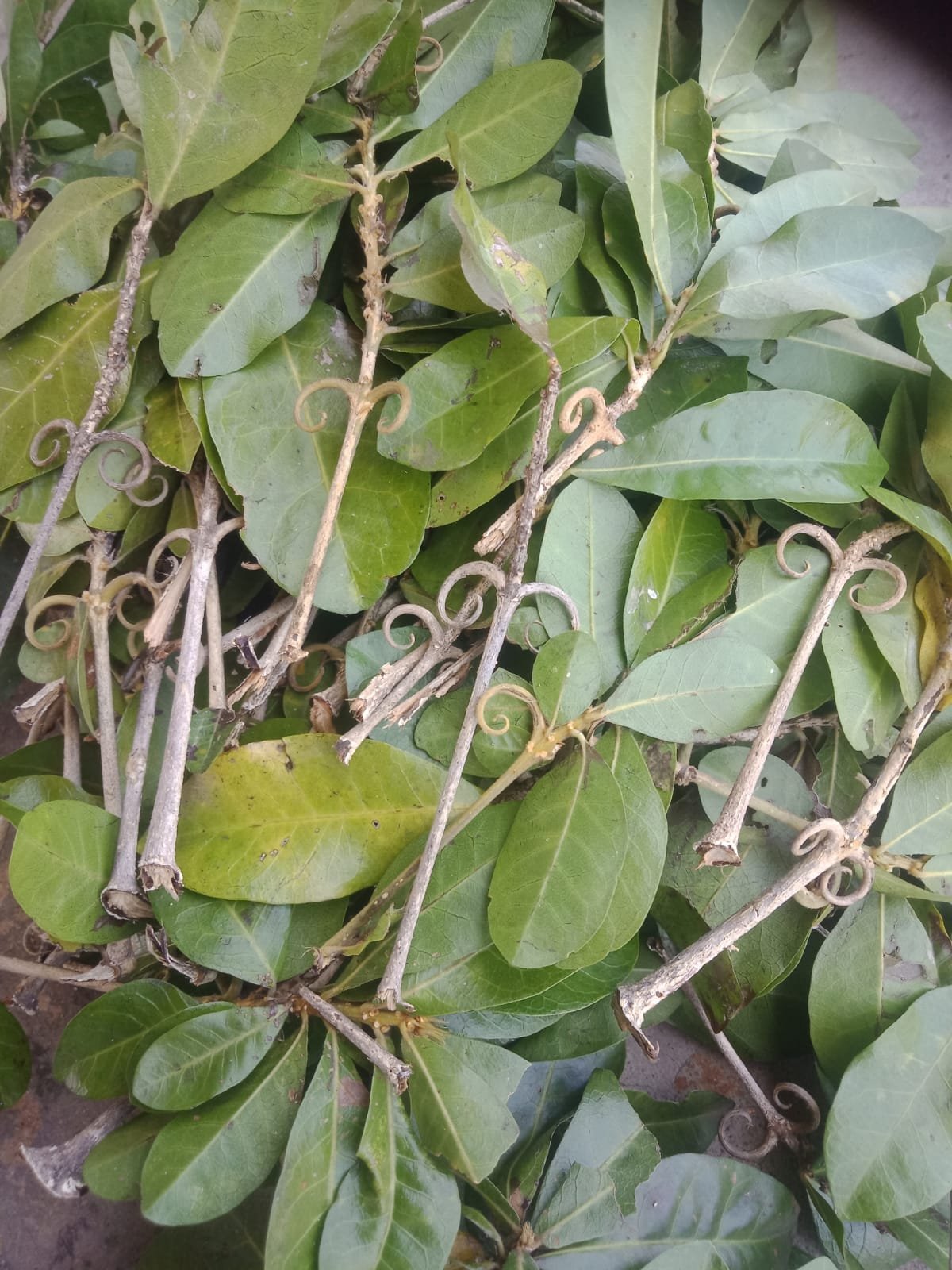 ML-1148-product-1.jpeg Buy Mothirakanni, மோதிரக்கண்ணி, kanni
vasini, hugonia mystax - 3 Sticks - Online Shopping for sale - Image 1