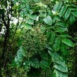 Buy Indian Prickly Ash, zanthoxylum rhetsa, karuppu kalyana 
murungai, கருப்பு 
கல்யாணமுருங்கை - live plant online 
shopping for sale
