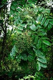 ML-1150-zanthoxylum-rhetsa-1.jpeg Buy Indian Prickly Ash, zanthoxylum rhetsa, karuppu kalyana
murungai, கருப்பு
கல்யாணமுருங்கை - live plant online
shopping for sale - Image 1