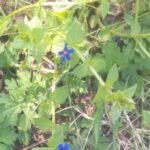 Buy Anagallis arvensis, anicham poo, aneecham poo, Scarlet 
pimpernel, Dharti Dhak, Krishnaneel, नील, Neel Kannada, 
Suryakanti Soppu, Bellichina, रान द्राक्ष, 
Ran Draksh - Live plant online shopping for sale