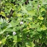 Buy Oaxaca Lemon Verbena, lippia alba, Lemon lippia - Live plant 
online shopping for sale