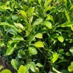 Buy Narthangai, நார்த்தங்காய், kaffir 
lime, kolumichai, கொழுமிச்சை - Live plant 
online shopping for sale