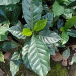 Buy Sathuragiri coffee, Coffea sathuragiri, cauvery coffee 
variety - Live plant online shopping for sale