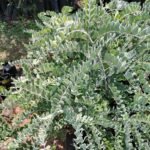 Buy Sophora glauca, sophora velutina - Live plant online shopping 
for sale