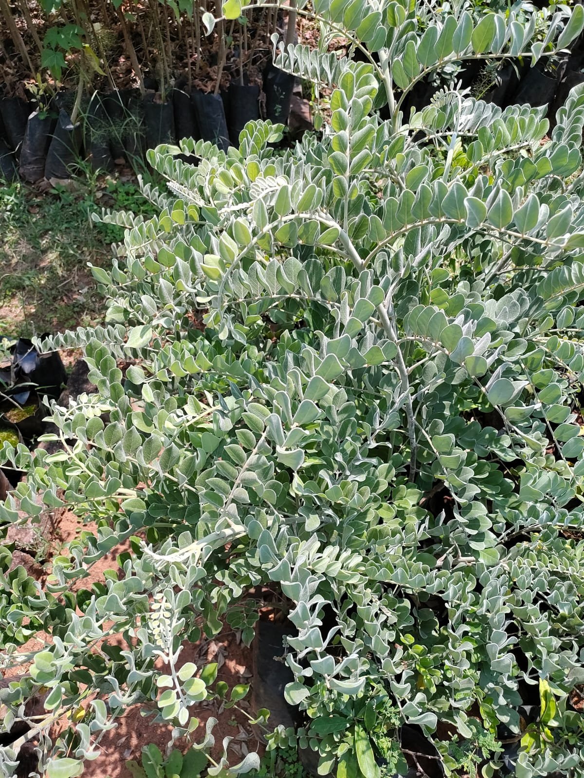 ML-1161-sophora-velutina-live-plant-online-shopping-for-sa-1.jpeg Buy Sophora glauca, sophora velutina - Live plant online shopping
for sale - Image 1