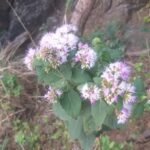 Buy Forest Sahadevi, Mountain sahadevi, जंगल 
सहदेवी, vernonia brachycalyx - Live plant online 
shopping for sale
