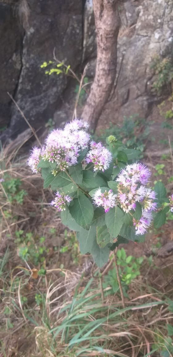 ML-1162-mountain-sahadevi-1.jpg Buy Forest Sahadevi, Mountain sahadevi, जंगल
सहदेवी, vernonia brachycalyx - Live plant online
shopping for sale - Image 1