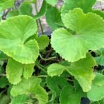 Buy Himalayan Pennywort - Big leaves, Centella Asiatica var. 
Himalayensis, Himalayan Vallarai, Himachal Brahmi, Soppu Kutakam 
Mandukaprni, Ballari, ब्राह्मी, 
இமயமலை வல்லாரை - Live plant online 
shopping for sale