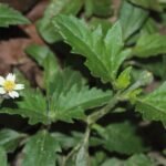 Buy Tridax procumbens, tridax daisy, bisalyakarani, thatha thalai 
vetti poo - Live plant online shopping for sale