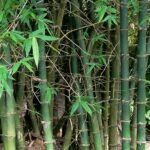 Buy Bambusa balcooa, Balcooa Bamboo, Bhaluka, Balku bans, Boro 
bans Wamnah, Beru, Barak - Live plant online shopping for sale