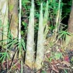Buy thyrsostachys oliveri, green oliveri - Plant online shopping 
for sale