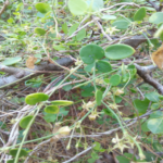 Buy uppilankodi, Pentatropis capensis, 
உப்பிலாங்கொடி - Live plant online 
shopping for sale