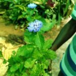 Buy Kesavardhini - Dark blue flower, Karuppu kesavardhini, Black 
Kesavardhini, கேசவர்தினி, Rare and collecting 
from wild - Live plant online shopping for sale
