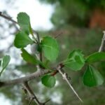Buy Commiphora myrrha, bola myrrha, valaippollam, bola, hirabol, 
balintabolu - Live plant online shopping for sale
