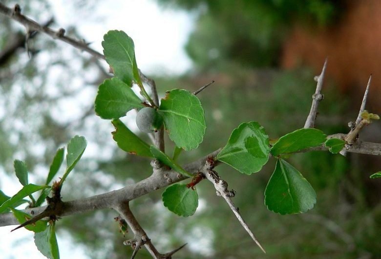 ML-1202-bola-myrrha-1.jpg Buy Commiphora myrrha, bola myrrha, valaippollam, bola, hirabol,
balintabolu - Live plant online shopping for sale - Image 1