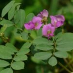 Buy tephrosia purpurea, Sarphonk, Sharpunkha Masa Kolinchi - 
கொழிஞ்சி, Kollukkai Velai - 
கொள்ளுக்காய்_வேளை, kaaivelai - 
காய்வேளை - Vempali - వెంపలి, Pampara 
chettu - Live plant online shopping for sale