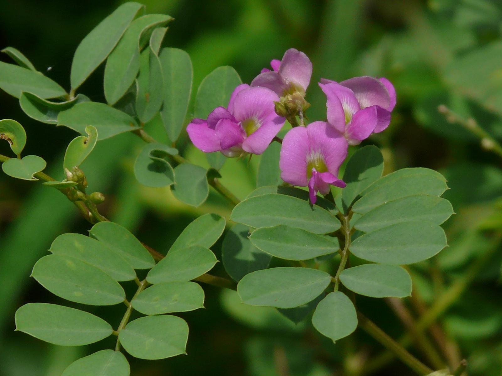 ML-1204-sarphonk-1.jpg Buy tephrosia purpurea, Sarphonk, Sharpunkha Masa Kolinchi -
கொழிஞ்சி, Kollukkai Velai -
கொள்ளுக்காய்_வேளை, kaaivelai -
காய்வேளை - Vempali - వెంపలి, Pampara
chettu - Live plant online shopping for sale - Image 1