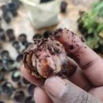Buy Thigaipoondu - 1kg, anjanaimai poondu, mathimayakki poondu, 
திகைப்பூண்டு, 
மதிகெட்டான் பூண்டு - 1 Kg 
material - Online Shopping for Sale