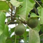 Buy aleurites moluccana, जंगली आख़रोट, Jangli 
akhrot, Candle Nut, Candleberry, Indian walnut, Kemiri, Varnish 
tree, Kukui nut tree - online shopping for sale