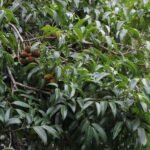 Buy Alphonsea lutea, Alphonsea madrasapatana, Jong-mol-kung, 
karunkarumbai maram - Live plant online shopping for sale