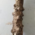Buy Veerasingi 2 feet stick, veerasingu, Zanthoxylum alatum, 
வீரசிங்கி, tooth ache tree - Stick collected 
from western ghats - Online Shopping for Sale