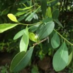 Buy Dhevatharu - native, red cedar, Erythroxylum monogynum, 
bastard sandal, devataru, sembulichan, nattu devataru, 
தேவதாரு - Live plant online shopping for sale