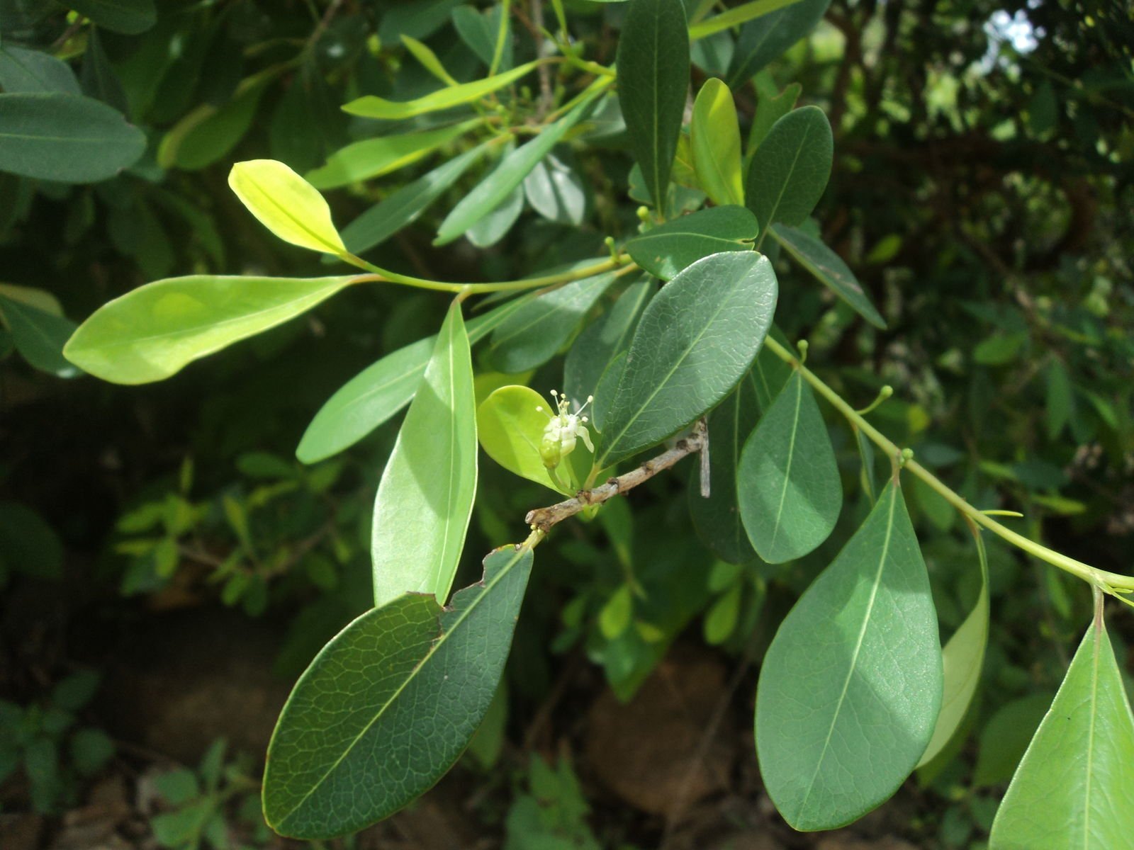 ML-1219-red-cedar-1.jpg Buy Dhevatharu - native, red cedar, Erythroxylum monogynum,
bastard sandal, devataru, sembulichan, nattu devataru,
தேவதாரு - Live plant online shopping for sale - Image 1