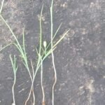 Buy pullamanukku, புல்லாமணக்கு - Live 
plant online shopping for sale