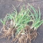 Buy Sollamanukku, சொல்லாமணக்கு - Live 
plant online shopping for sale