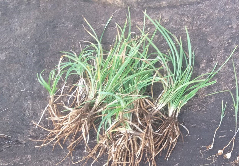 ML-1221-live-plant-1.jpeg Buy Sollamanukku, சொல்லாமணக்கு - Live
plant online shopping for sale - Image 1