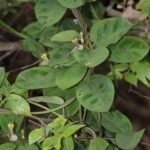 Buy Ceropegia candelabrum, Candlestick Ceropegia, nagathumbe - 
Live plant online shopping for sale