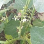 White Lakshmana live plant (White Kandankathiri) showing white flowers and green foliage – Medicinal Live