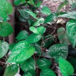 Buy Red Betel Vine, Marunthu vethalai, மருந்து 
வெத்தலை, Medicine piper betel, vetila, vetrilai, 
Red paan leaf - Herbal Live plant online shopping for sale