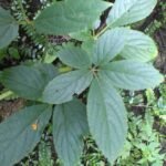 Buy asian virgin ivy, Parthenocissus laetivirens - Herbal Live 
plant online shopping for sale