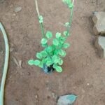 Buy Puligori, pulikkori, capparis sp, 
புலிக்கோரி - herbal live plant online 
shopping for sale