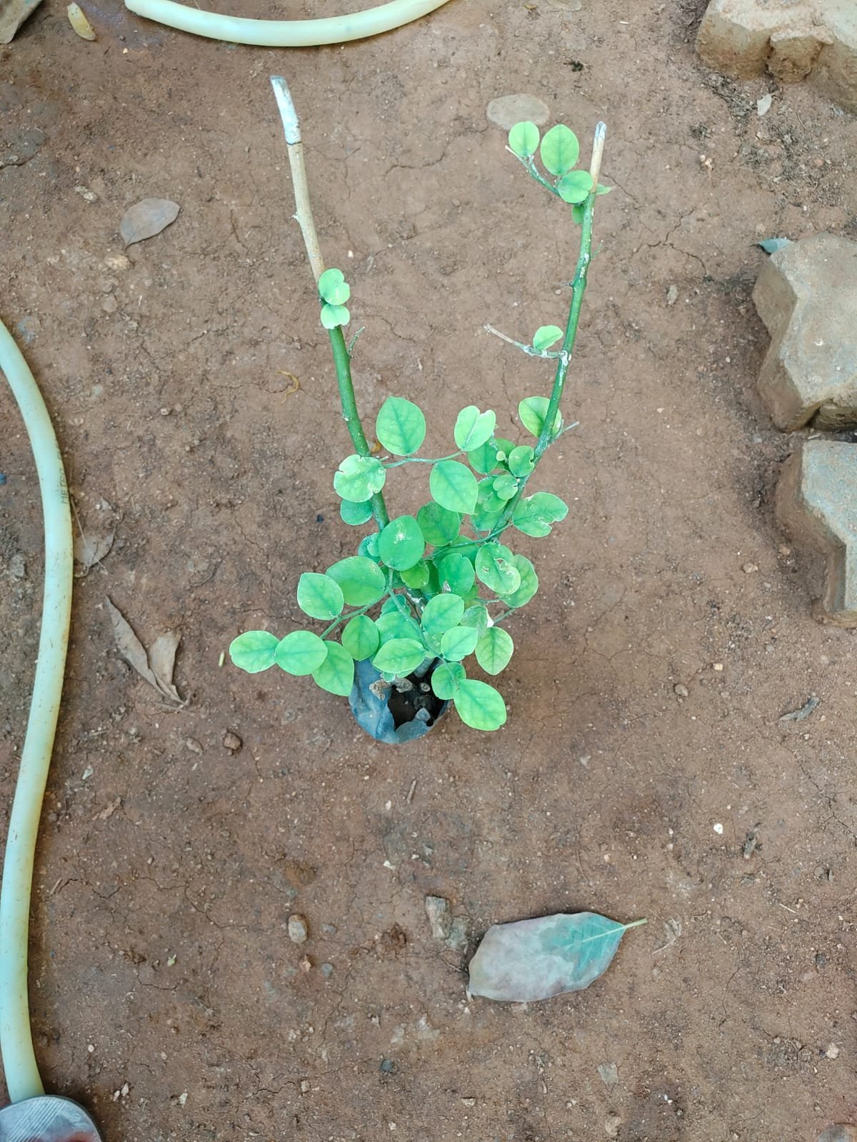 ML-1234-pulikkori-1.jpg Buy Puligori, pulikkori, capparis sp,
புலிக்கோரி - herbal live plant online
shopping for sale - Image 1