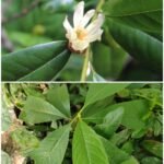 Buy Michelia nilagirica - wild collection, Magnolia nilagirica, 
kattu champakam, kattu vellai shenbagam, nilagiri champakam - 
Herbal plant online shopping for sale