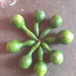 Buy peisurai - 1 Piece, பேய்ச்சுரை - 1 Piece, 
lagenaria siceraria - Bitter, Bitter bottle gourd - 1 Piece - 
kuduvai - Online Shopping For Sale
