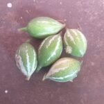 Buy பேய்ப்புடல், கொம்பு 
புடல், peypudal, kombu pudal, Trichosanthes Dioica - 
1/2 - half Kg - Fresh Pudal - Online Shopping For Sale