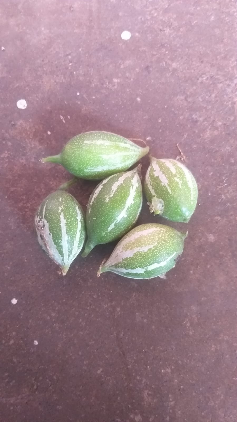 ML-1241-product-2.jpg Buy பேய்ப்புடல், கொம்பு
புடல், peypudal, kombu pudal, Trichosanthes Dioica -
1/2 - half Kg - Fresh Pudal - Online Shopping For Sale - Image 1