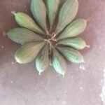 Buy luffa cylindrica, sponge gourd, pei peerkan, நுரை 
பீர்க்கு - மெழுகு 
பீர்க்கு - பேய் பீர்க்கு, 
பேய் பீர்க்கங்காய் - 1/2 Half 
kg fresh peerkan - Online Shopping for Sale