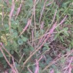 Buy achyranthes aspera, sennayuruvi, lal apamarga, 
செந்நாயுருவி, Prickly Chaff Flower - Red, 
उल्टा कांटा, Ulta kanta - Red - 1/2 Half kg 
fresh red flowers - Online Shopping for Sale
