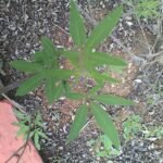 Buy Vitex agnus - castus, chaste tree, chaste berry - Herbal live 
plant online shopping for sale