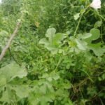 Buy Abelmoschus ficulneus, kattu vendai, wild musk mallow, Jangli 
bhindi, native rosella - Herbal Live plant online shopping for 
sale