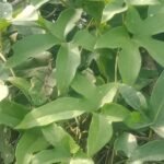 Buy Momordica cochinchinensis, chinese bitter cucumber, kattu 
vellari - Herbal Live plant online shopping for sale