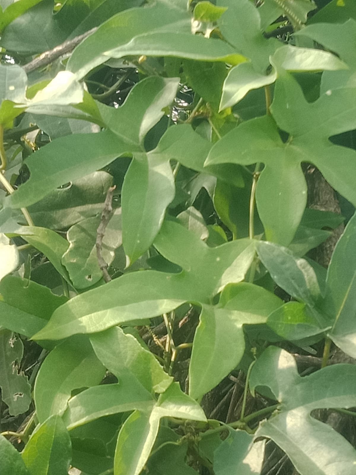 ML-1247-chinese-bitter-cucumber-2.jpg Buy Momordica cochinchinensis, chinese bitter cucumber, kattu
vellari - Herbal Live plant online shopping for sale - Image 1