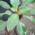 Buy Impatiens flaccida, pink orchid balsam - Wild collection from 
western ghats - Herbal Live Plant online shopping for sale